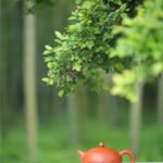 宜兴紫砂壶 | 雅趣_泥料：朱泥_容量：260cc